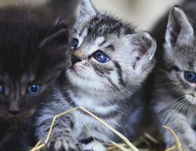 Proposition de loi visant à rendre effective la réduction du taux de TVA à 6% sur la stérilisation des chats