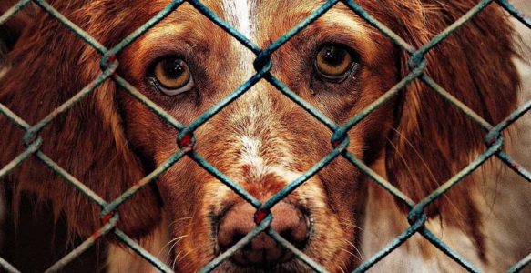 L’accueil d’animaux provenant de refuges ukrainiens vers les refuges des états membres