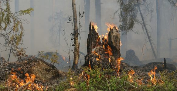 Manque de moyens face aux incendies de forêt