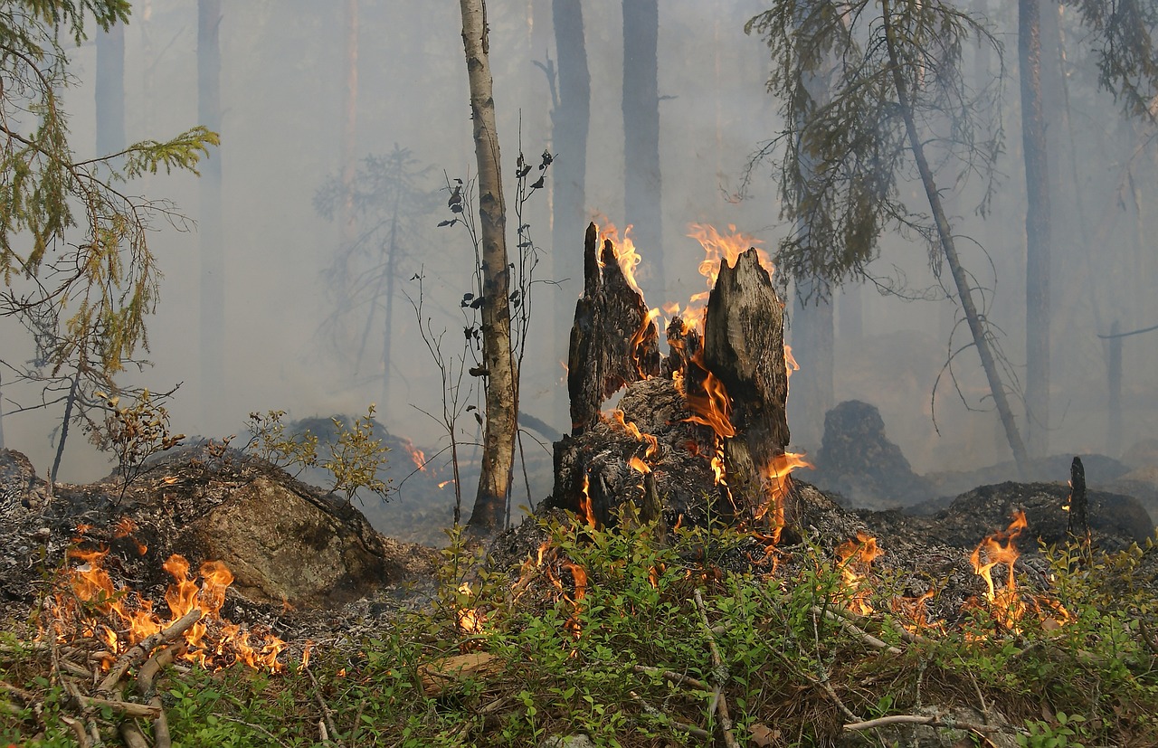 Manque de moyens face aux incendies de forêt